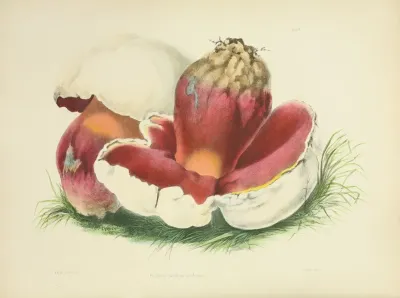 Illustrations Of British Mycology Pl 07