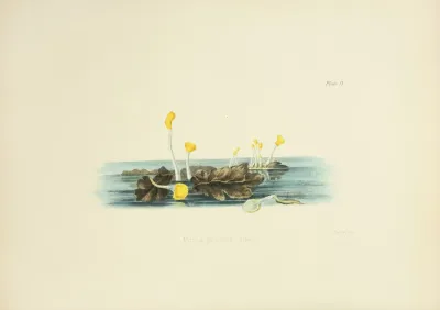 Illustrations Of British Mycology Pl 09