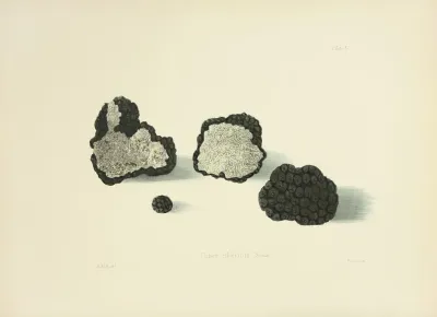Illustrations Of British Mycology Pl 11