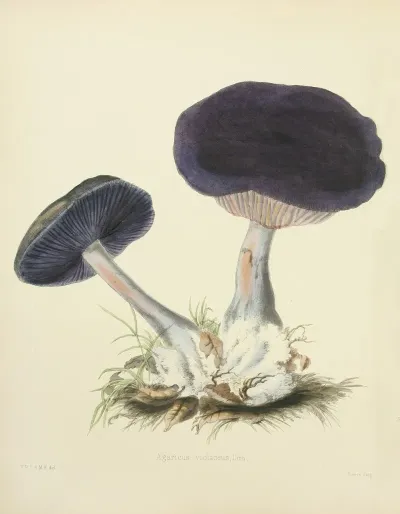 Illustrations Of British Mycology Pl 12