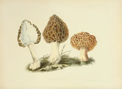 Illustrations Of British Mycology Pl 13
