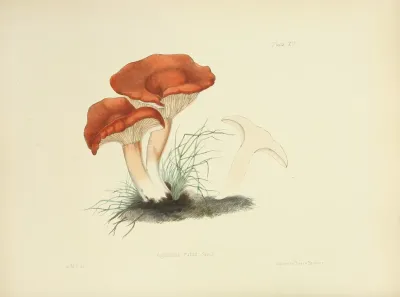 Illustrations Of British Mycology Pl 15