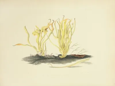 Illustrations Of British Mycology Pl 18