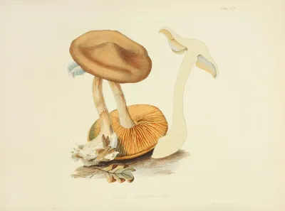 Illustrations Of British Mycology Pl 19