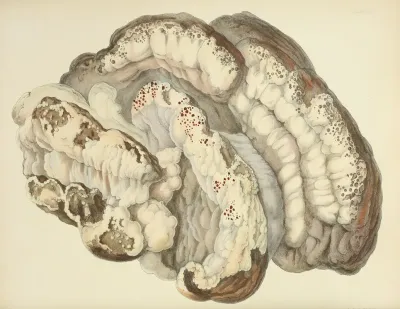 Illustrations Of British Mycology Pl 21