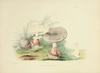 Illustrations Of British Mycology Pl 23