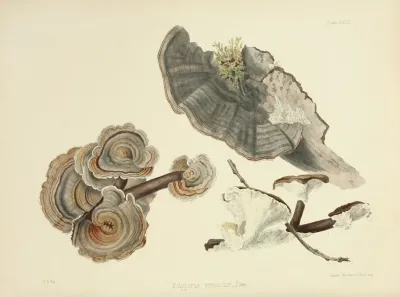 Illustrations Of British Mycology Pl 24