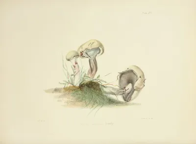 Illustrations Of British Mycology Pl 25