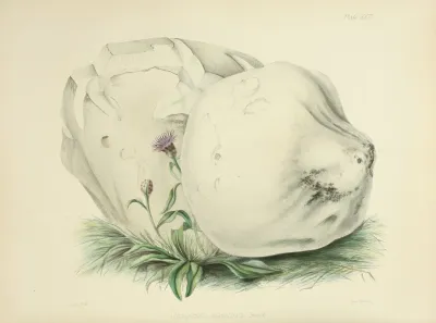 Illustrations Of British Mycology Pl 26