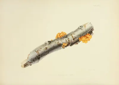 Illustrations Of British Mycology Pl 27