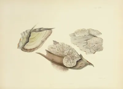 Illustrations Of British Mycology Pl 28