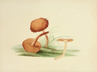 Illustrations Of British Mycology Pl 30