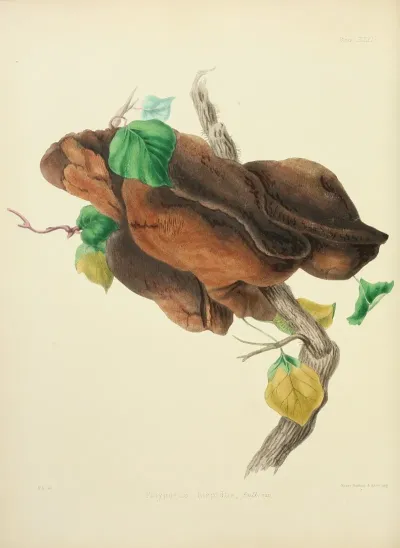 Illustrations Of British Mycology Pl 31