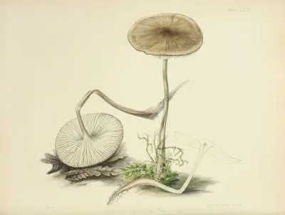 Illustrations Of British Mycology Pl 36