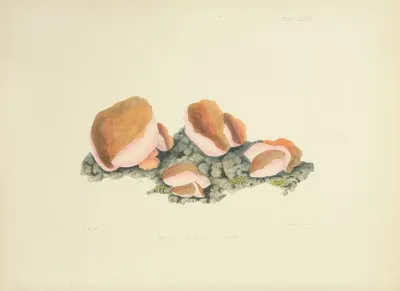 Illustrations Of British Mycology Pl 37