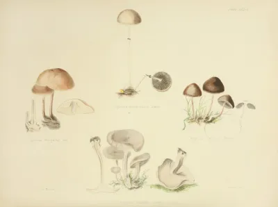 Illustrations Of British Mycology Pl 39
