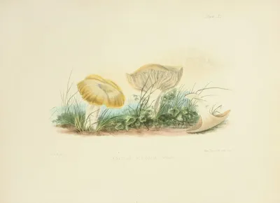 Illustrations Of British Mycology Pl 40