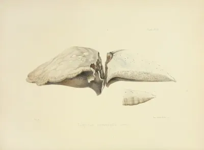 Illustrations Of British Mycology Pl 43