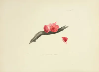 Illustrations Of British Mycology Pl 44