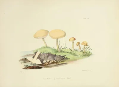 Illustrations Of British Mycology Pl 45