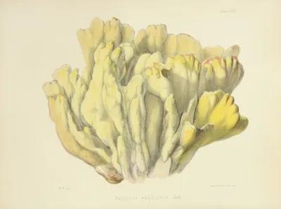 Illustrations Of British Mycology Pl 46