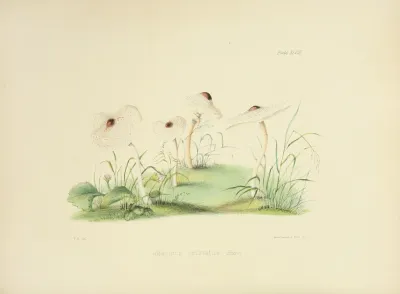 Illustrations Of British Mycology Pl 48
