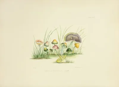 Illustrations Of British Mycology Pl 49