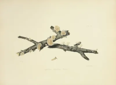 Illustrations Of British Mycology Pl 50