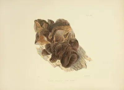 Illustrations Of British Mycology Pl 53