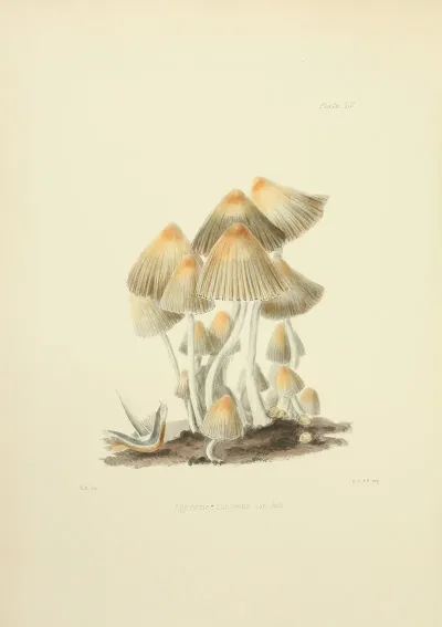 Illustrations Of British Mycology Pl 55