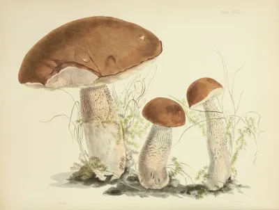 Illustrations Of British Mycology Pl 57