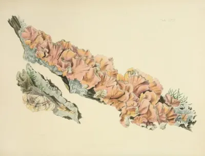 Illustrations Of British Mycology Pl 58