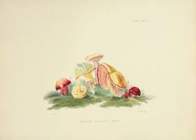 Illustrations Of British Mycology Pl 61