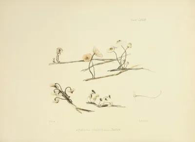 Illustrations Of British Mycology Pl 68