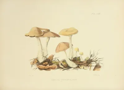 Illustrations Of British Mycology Pl 69