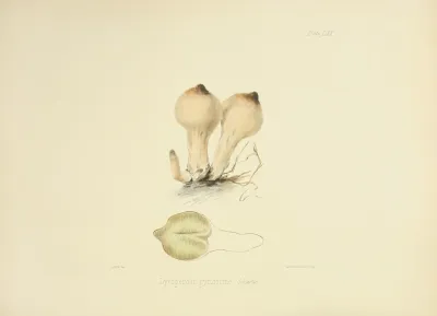 Illustrations Of British Mycology Pl 70