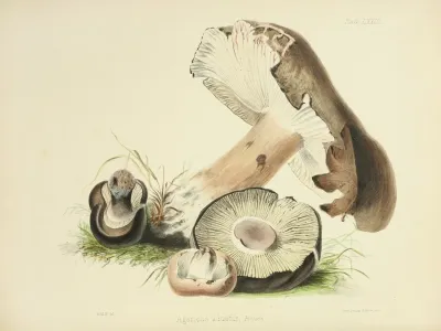 Illustrations Of British Mycology Pl 73