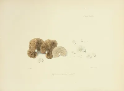 Illustrations Of British Mycology Pl 74