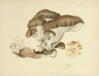 Illustrations Of British Mycology Pl 75