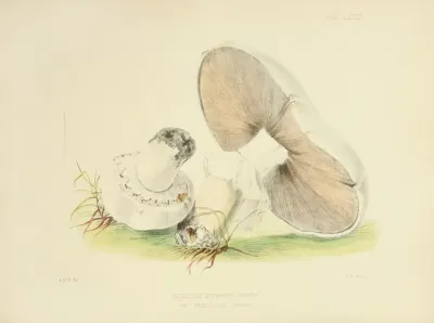 Illustrations Of British Mycology Pl 76