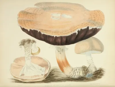 Illustrations Of British Mycology Pl 77