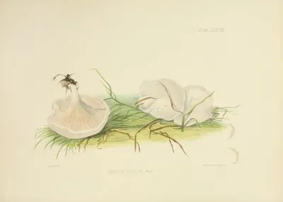 Illustrations Of British Mycology Pl 78