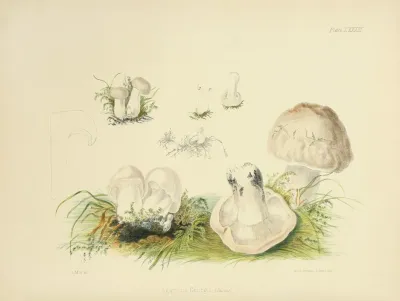 Illustrations Of British Mycology Pl 83