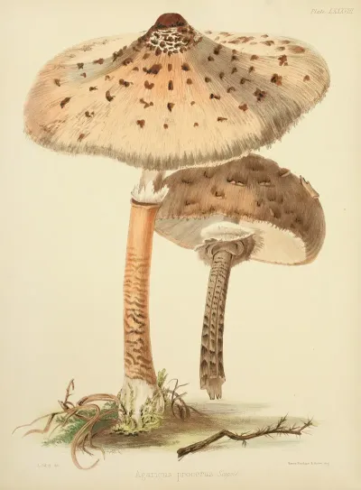 Illustrations Of British Mycology Pl 88
