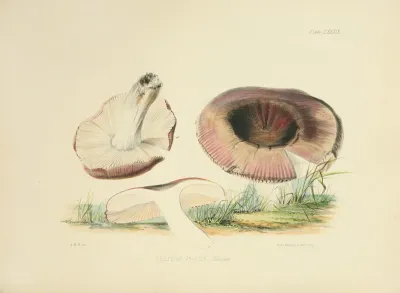 Illustrations Of British Mycology Pl 89