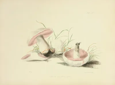 Illustrations Of British Mycology Pl 90