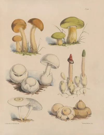 Illustrations Of The Fungi Of Our Fields And Woods Pl 01