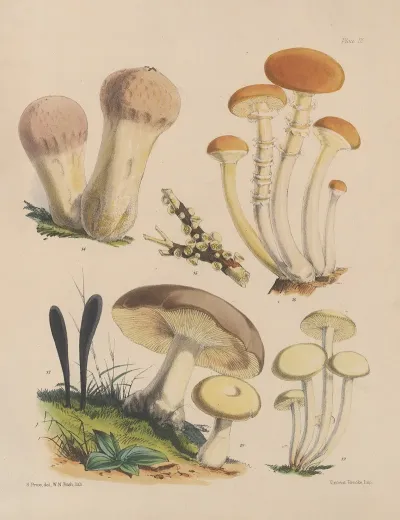 Illustrations Of The Fungi Of Our Fields And Woods Pl 03