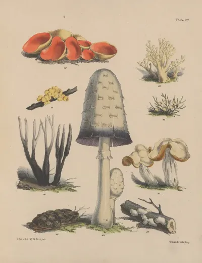 Illustrations Of The Fungi Of Our Fields And Woods Pl 07