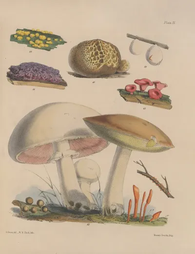 Illustrations Of The Fungi Of Our Fields And Woods Pl 09